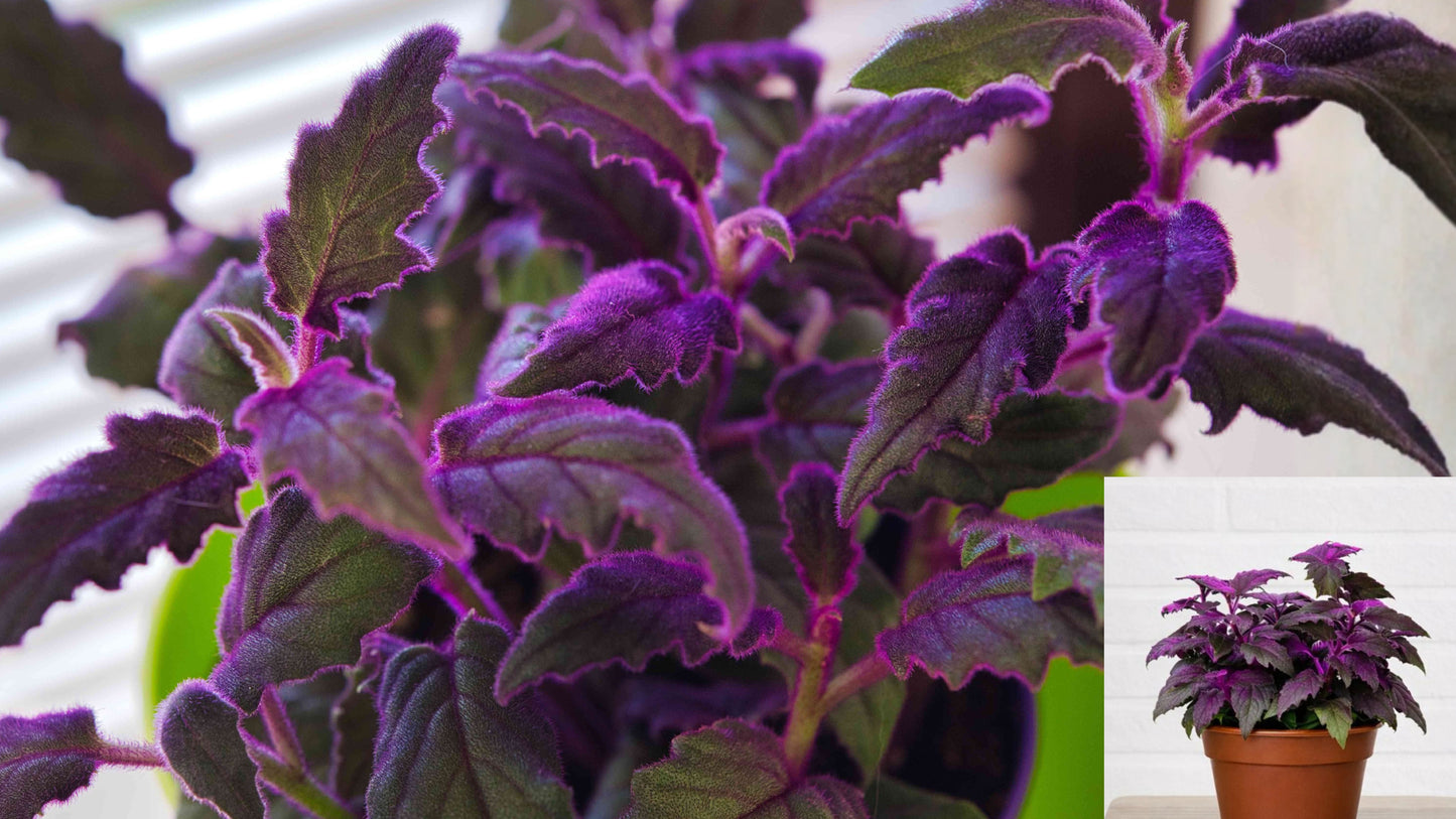 Purple Passion Velvet Live Plants 3 Pack – Gynura aurantiaca Starter Plants