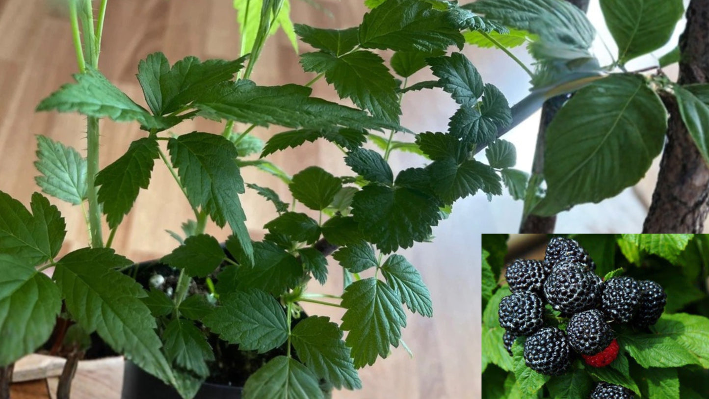 Jewel Black Raspberry 2 Live Bare Root Plants – Rubus occidentalis