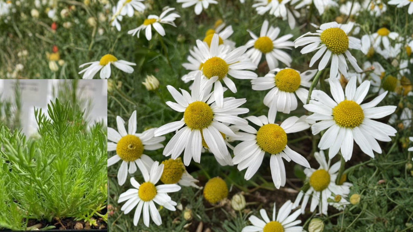 Roman Chamomile Live Plant Plug – 1–3 Inch Fragrant Chamomile Herb