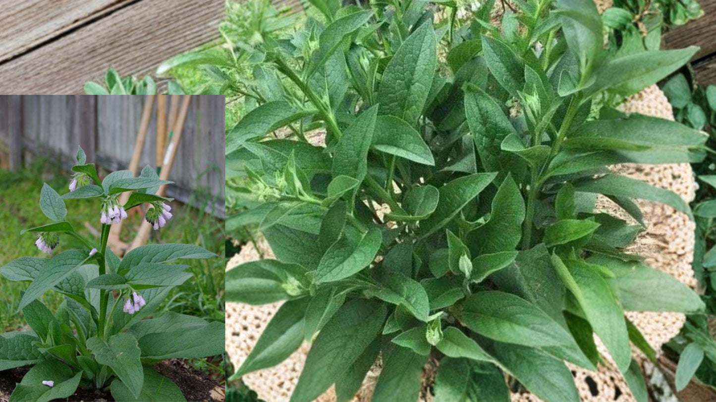 Russian Comfrey Bocking #4 Live Root Crowns – 2.5 Pounds – Symphytum