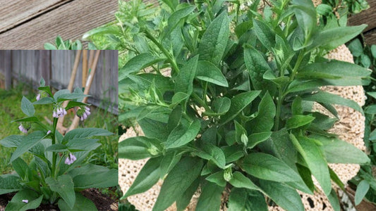 Russian Comfrey Bocking #4 Live Root Crowns – 2.5 Pounds – Symphytum