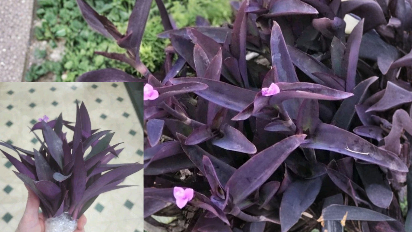 6 Purple Heart Tradescantia Unrooted Cuttings – 6 Inch – Live Plants