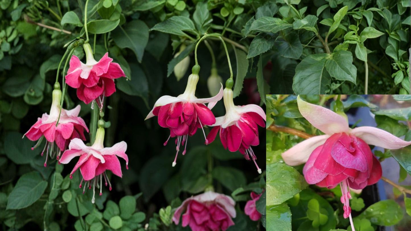 7th Heaven Fuchsia Live Plant – 6 Inch Pot – Fuchsia