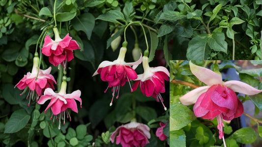 7th Heaven Fuchsia Live Plant – 6 Inch Pot – Fuchsia