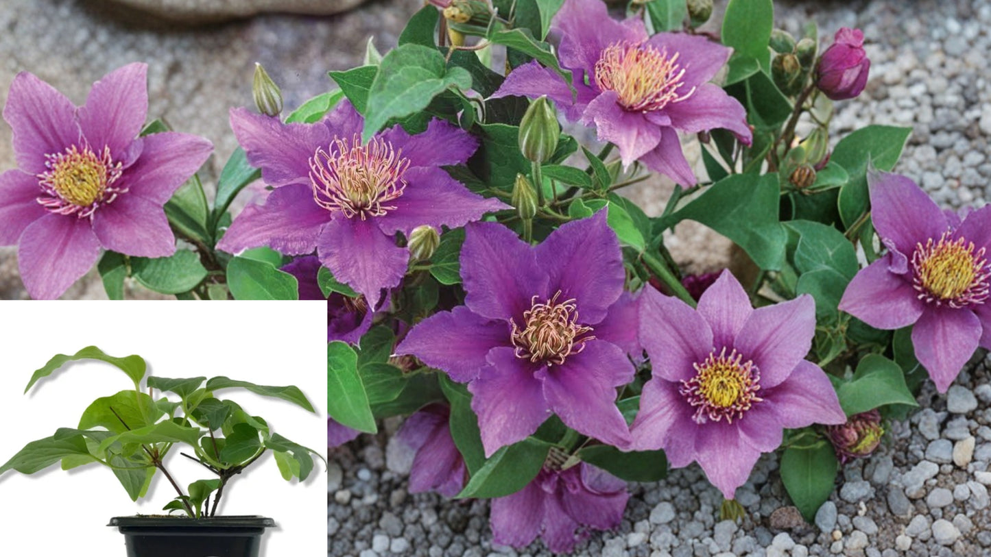 Clematis 'Bijou' Live Plant – 2 Inch Pot – Compact Purple Clematis