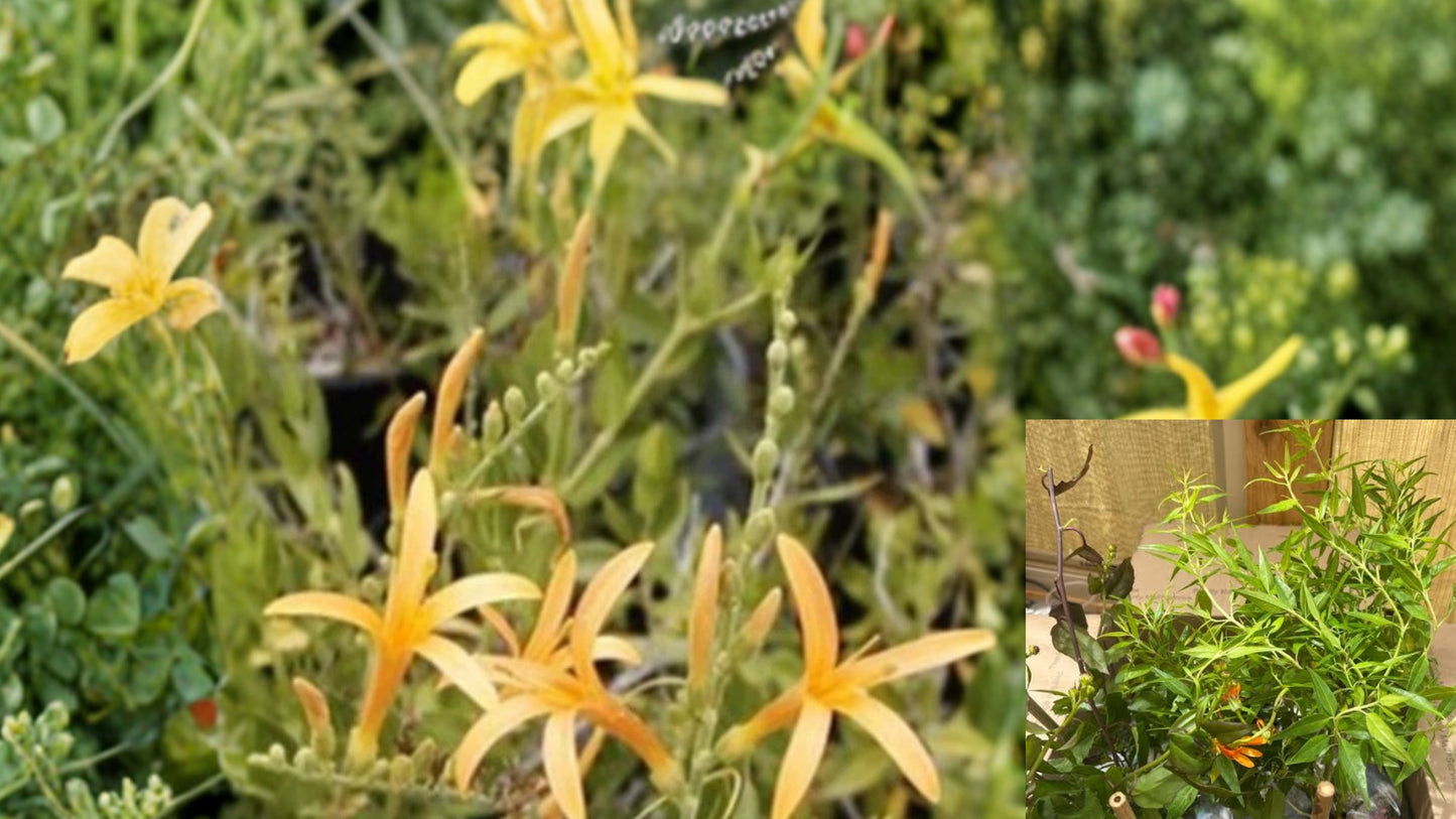Flame Acanthus 'Benny's Gold' Live Plant (1 Gallon) – Fully Rooted – Anisacanthus quadrifidus var. wrightii