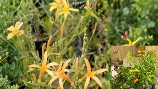 Flame Acanthus 'Benny's Gold' Live Plant (1 Gallon) – Fully Rooted – Anisacanthus quadrifidus var. wrightii