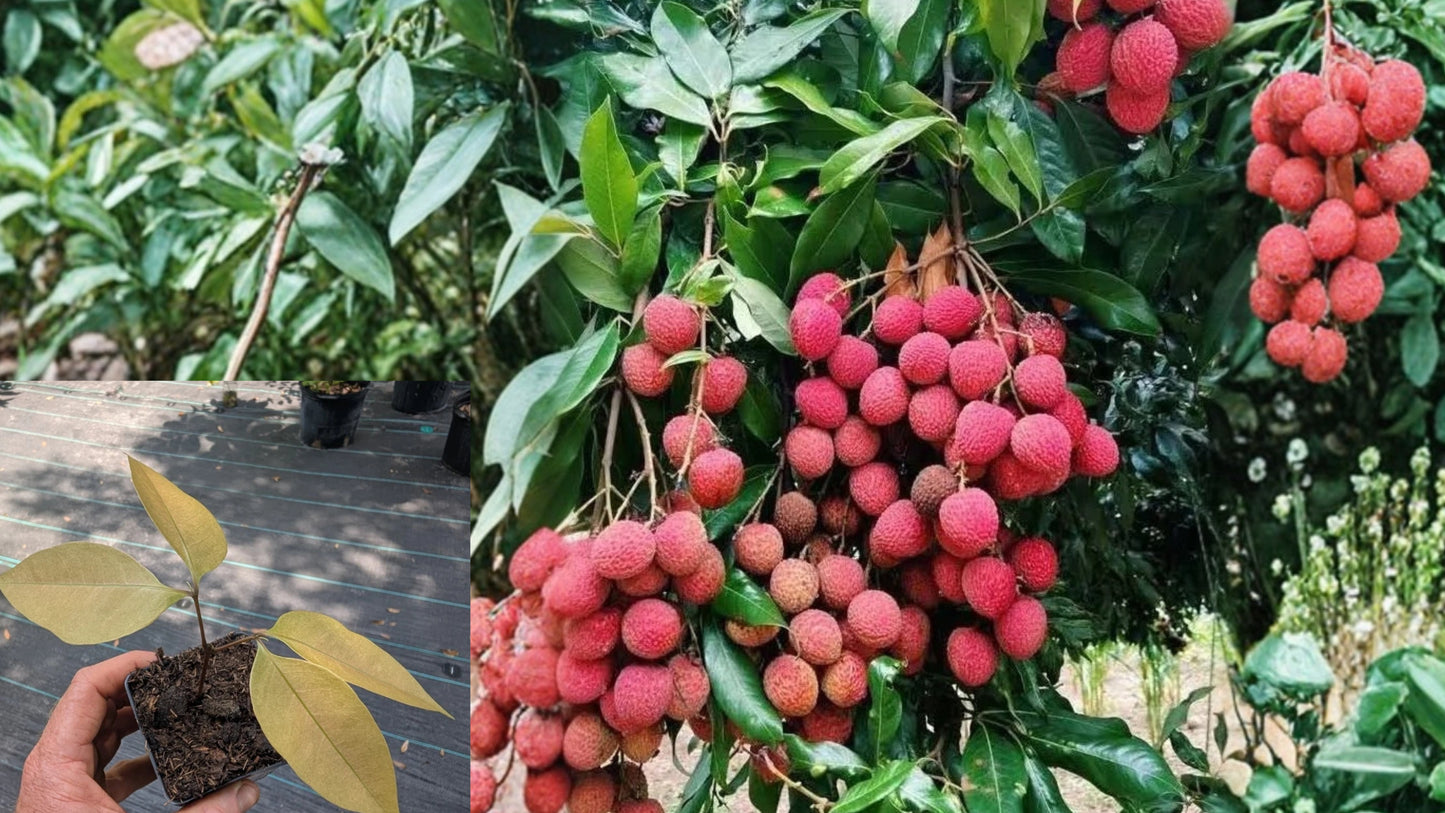 Lychee Tree Seedling Live Plant 1–2 Feet Tall – Litchi chinensis