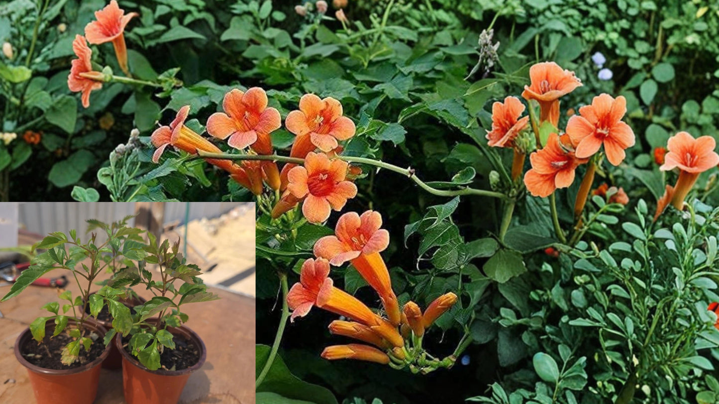 Flame Orange Trumpet Vine Live Plant – 1 Starter Plant – 4" Pot