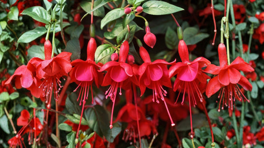 3-Pack Live Fuchsia Plants – 6 Inch Pots – Choose From 20+ Varieties