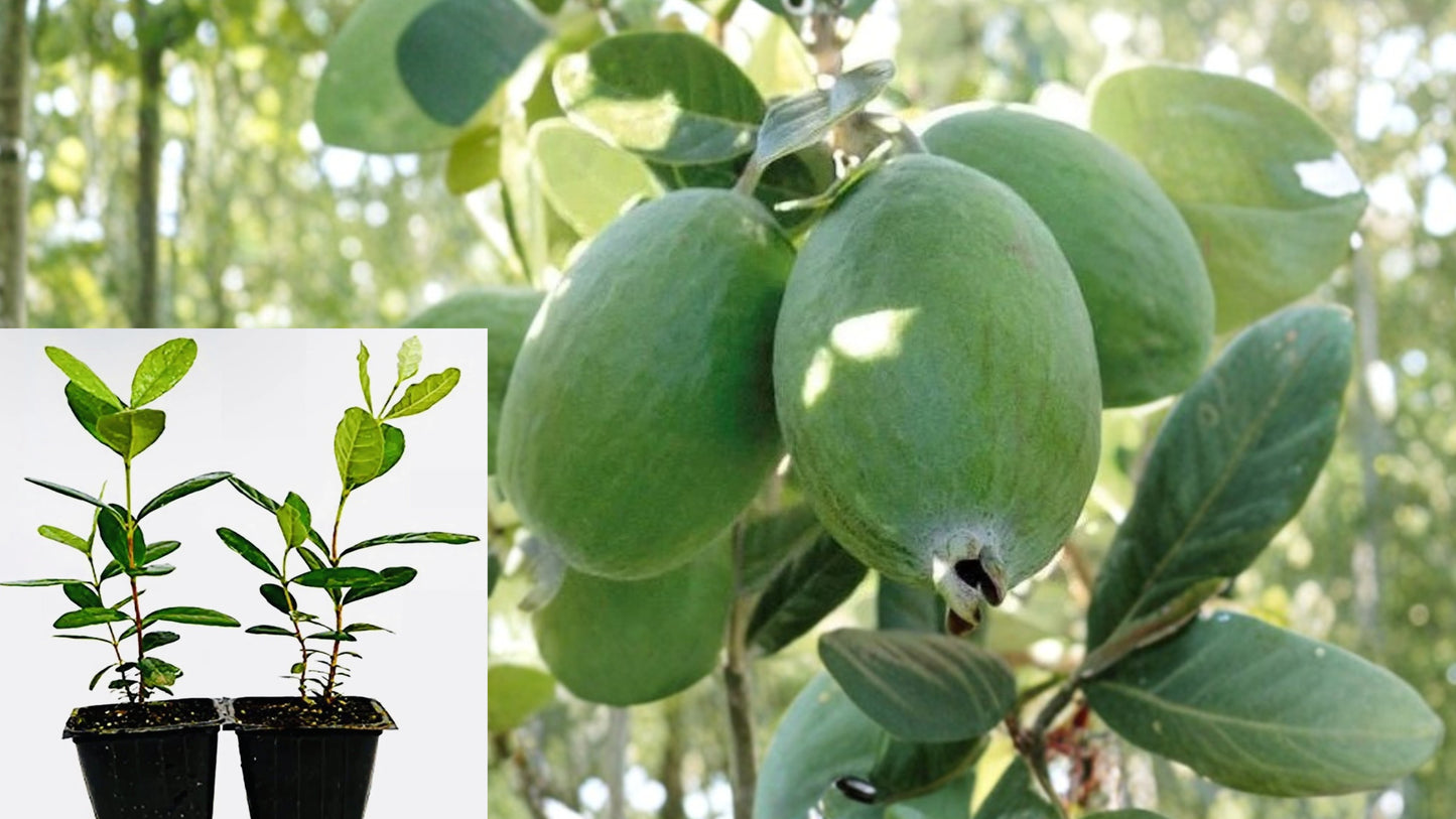 Pineapple Guava Live Plants 2 Pack – Acca sellowiana – Feijoa