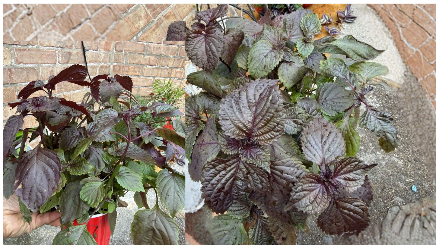 8 Shiso Perilla Live Plants – 6" – Purple Herb – Perilla