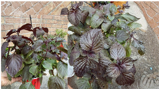 8 Shiso Perilla Live Plants – 6" – Purple Herb – Perilla
