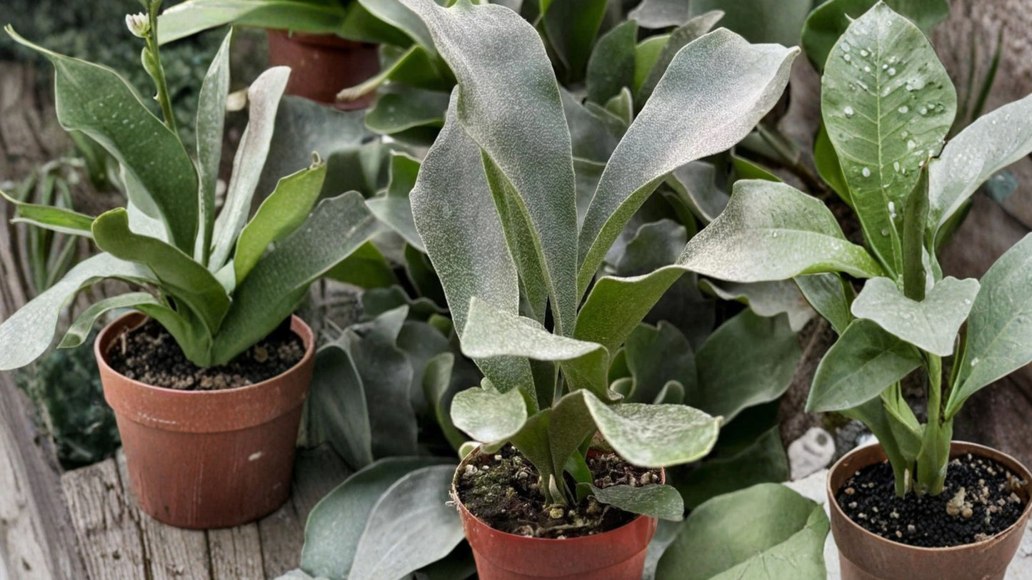 Staghorn Fern Live Plant – 3 Inch Pot – Platycerium bifurcatum