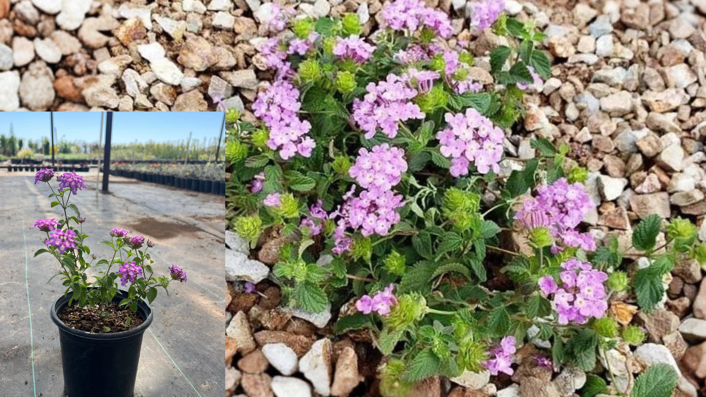 Purple Trailing Lantana Live Plant – 1 Gallon Pot – Lantana
