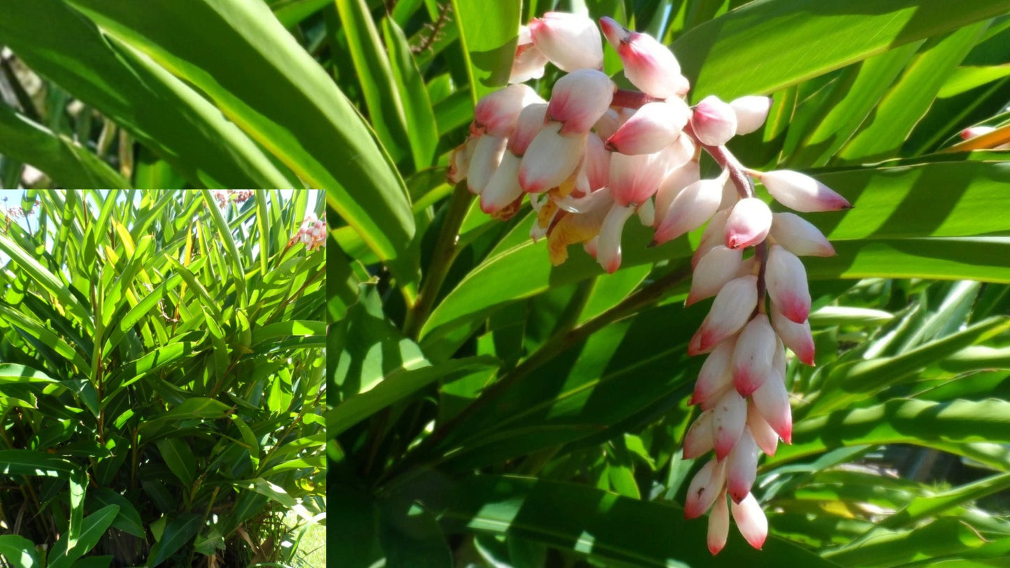 Shell Ginger Live Rhizome – Alpinia zerumbet Porcelain Lily Plant