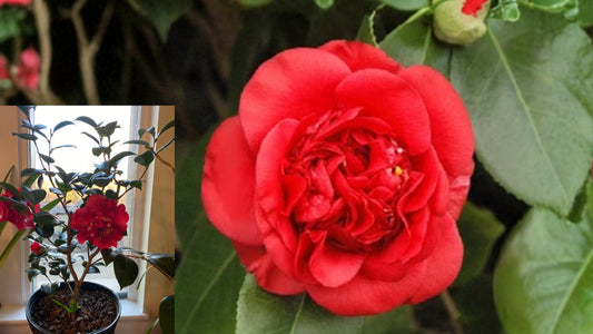 April Tryst Red Camellia Japonica Starter Plant (4L) – 1 Live Evergreen Shrub