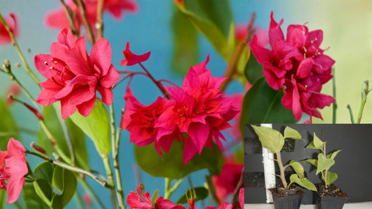 Double Red Bougainvillea Live Starter Plant – Well Rooted in Pot
