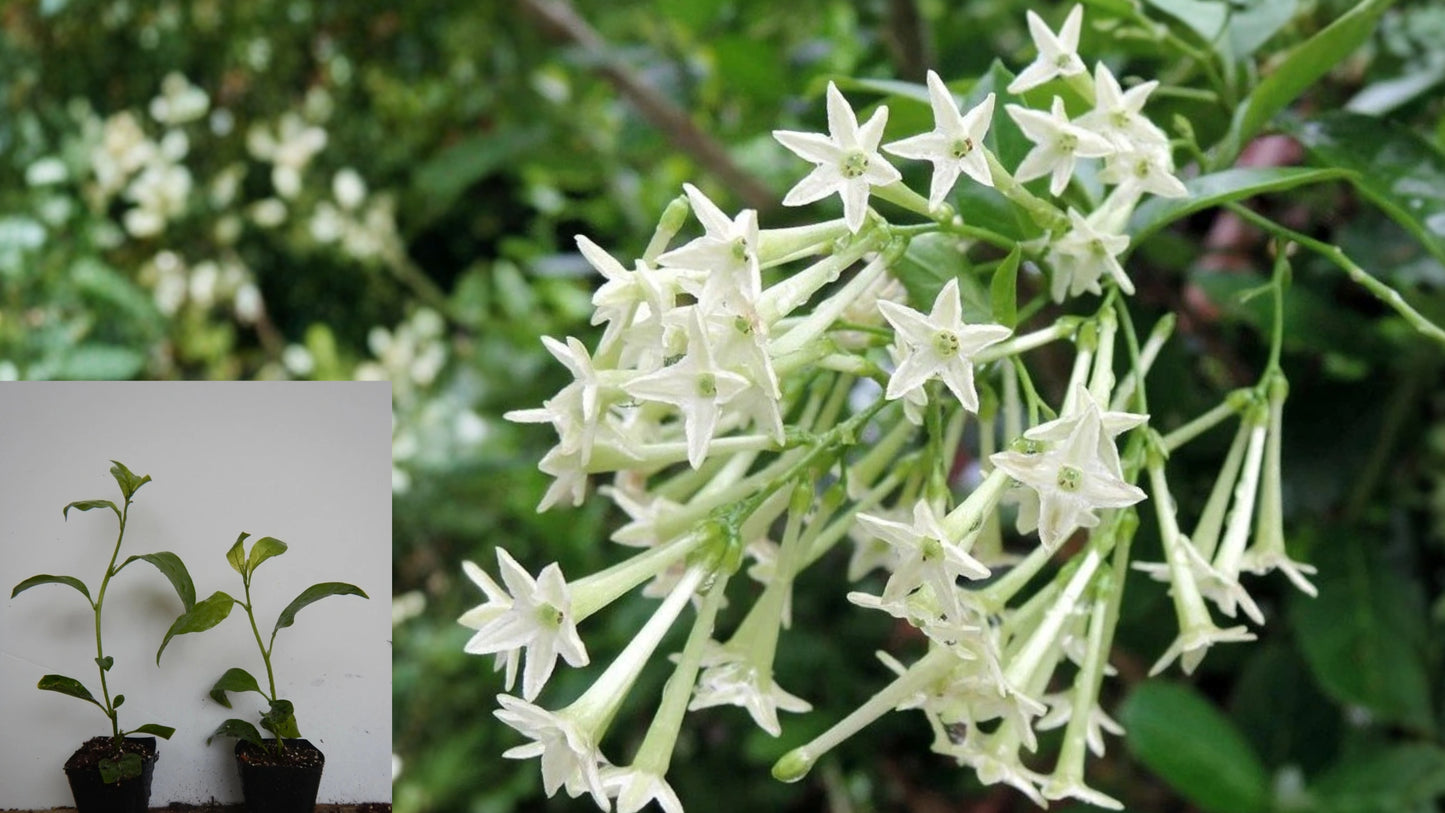 Night Blooming Jasmine Live Plant – Cestrum nocturnum – Fragrant Evergreen Shrub