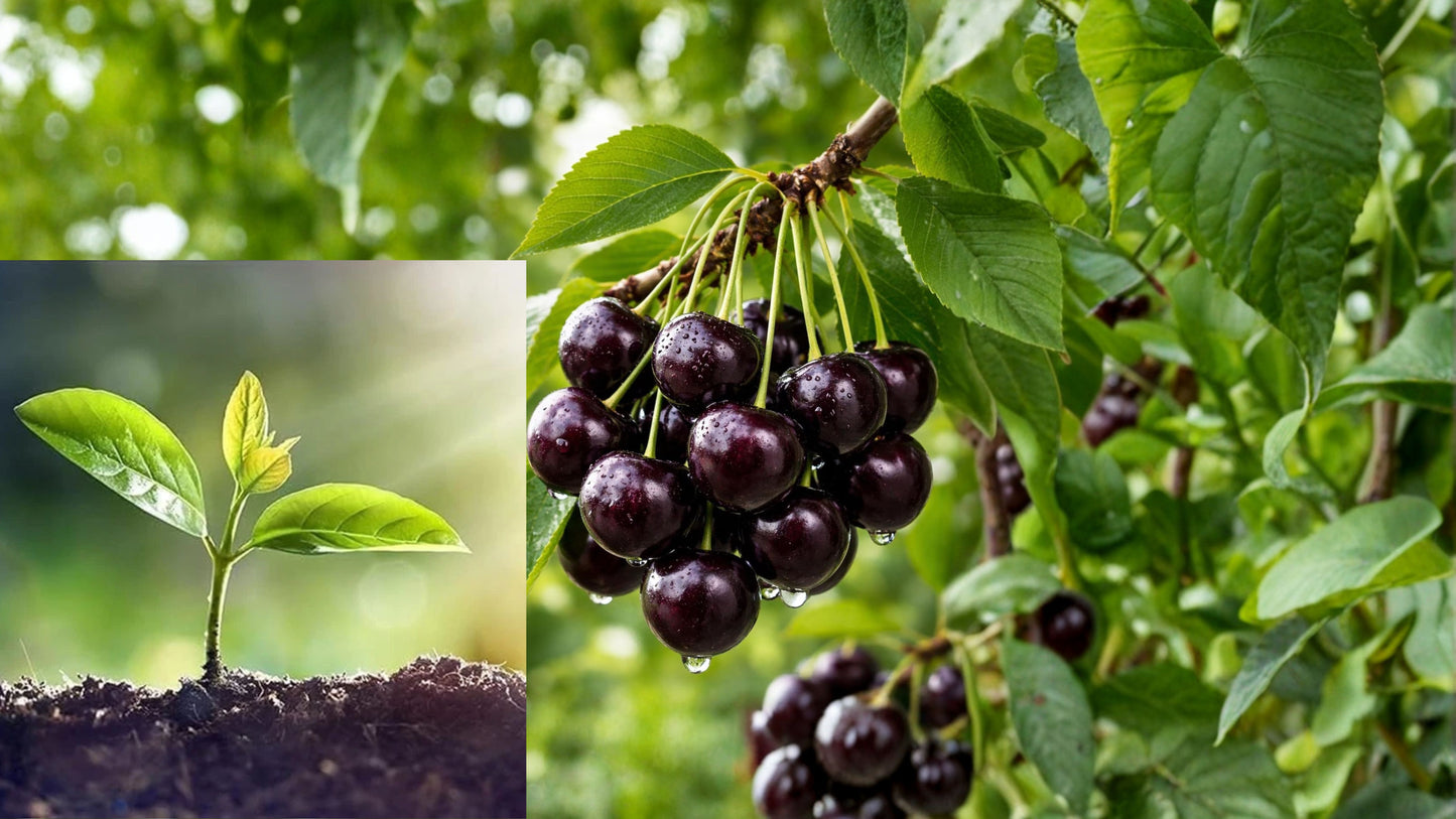 Black Cherry Live Seedling – 1 Bare Root Plant – Prunus serotina