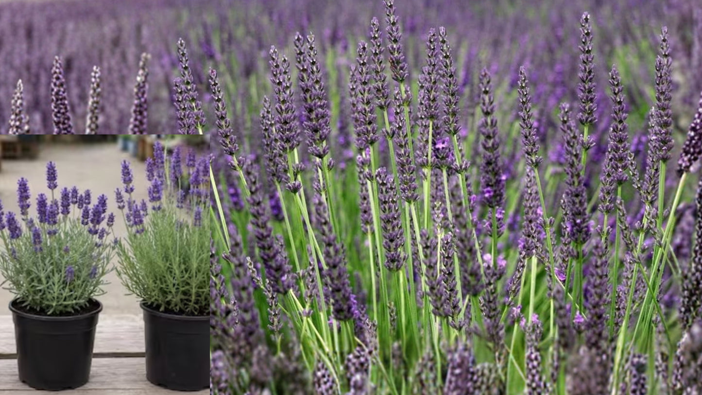 Grosso Lavender Live Plant – 6 Inch Pot – Fragrant Perennial Herb