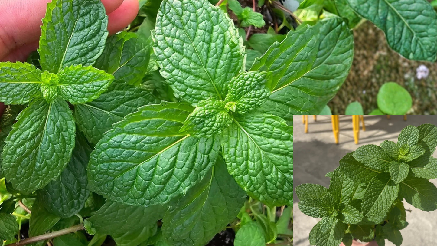 3 Live Mojito Mint Plants 3–6" Tall – Mentha × villosa – No Pot