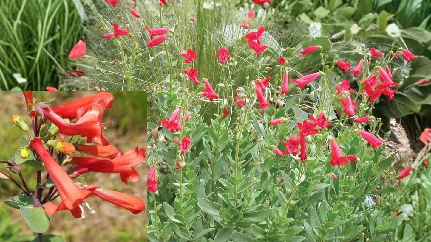 Rock Penstemon Live Plant – 1 Gallon Fully Rooted – Penstemon baccharifolius