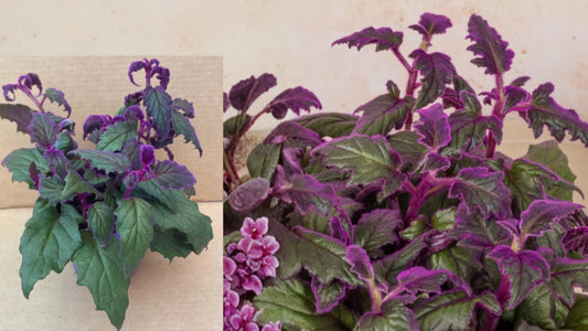 Purple Passion Gynura Live Plant – 2 Starter Plants, Purple Foliage