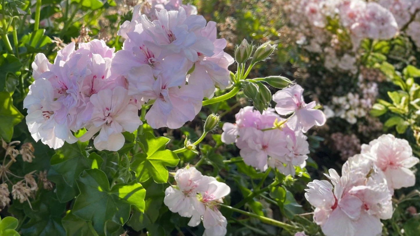 White & Pale Pink Ivy Geranium 2 Live Cuttings – 6 Inch – Pelargonium peltatum