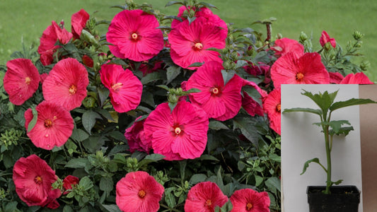 Hardy Perennial Hibiscus Surprise Variety – 1 Live Plant – 2.5" Pot