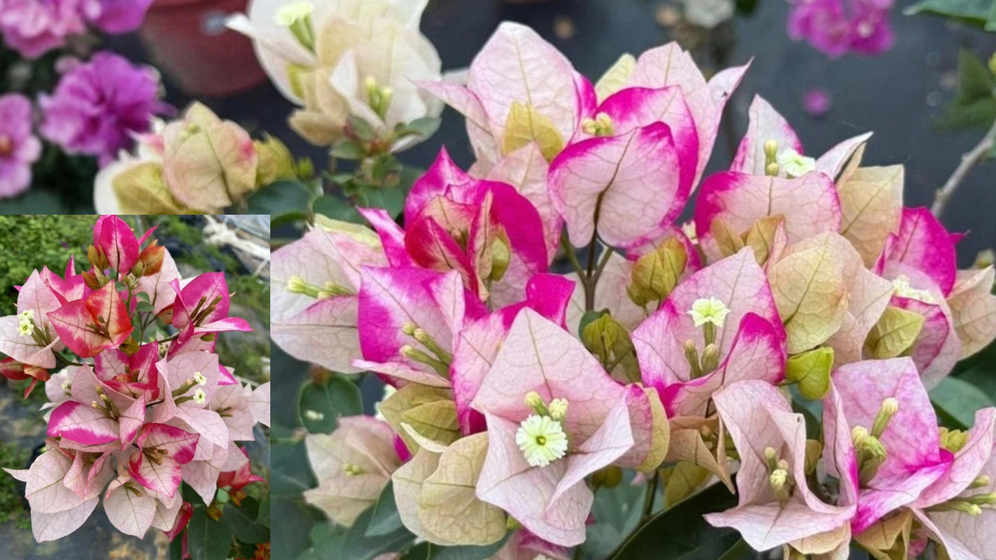 Bougainvillea Marilda Live Plant – 2 Gallon Pre-Bonsai Vine