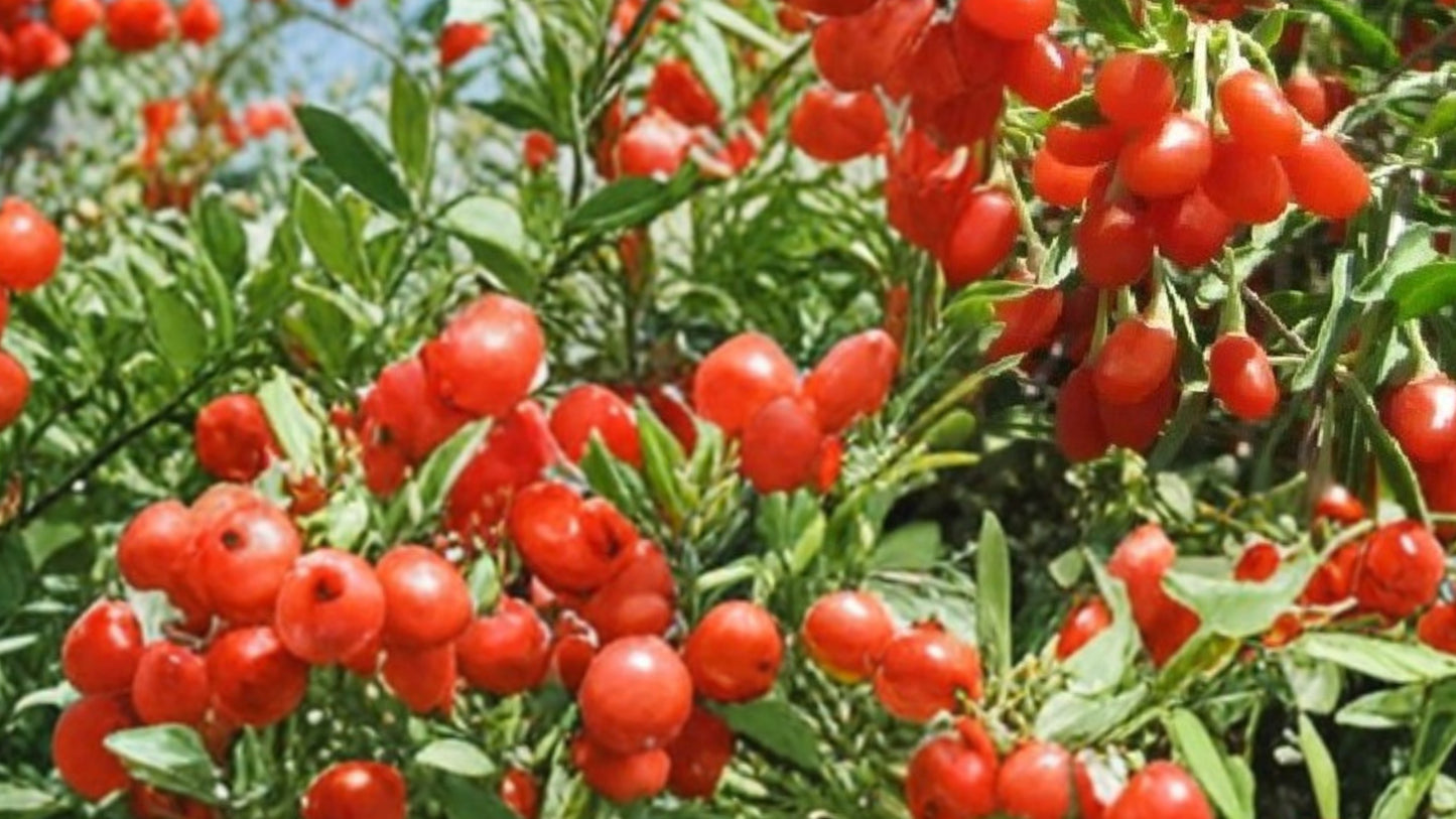 Goji Berry Live Plant – 1 Bare Root Lycium barbarum Plant