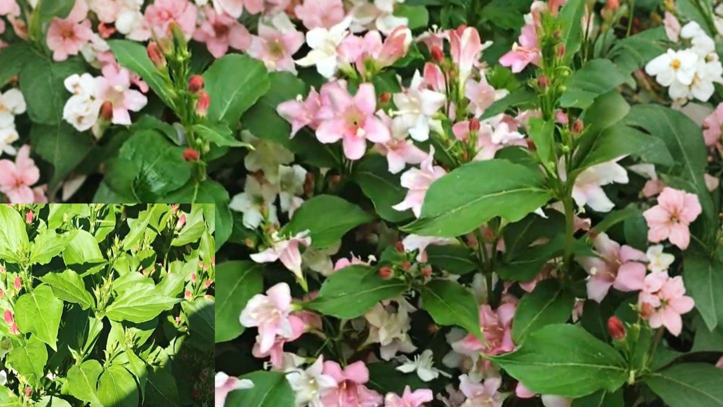 Weigela 'Pink Poppet' Live Plant (1 Gallon) – Flowering Shrub – Weigela florida