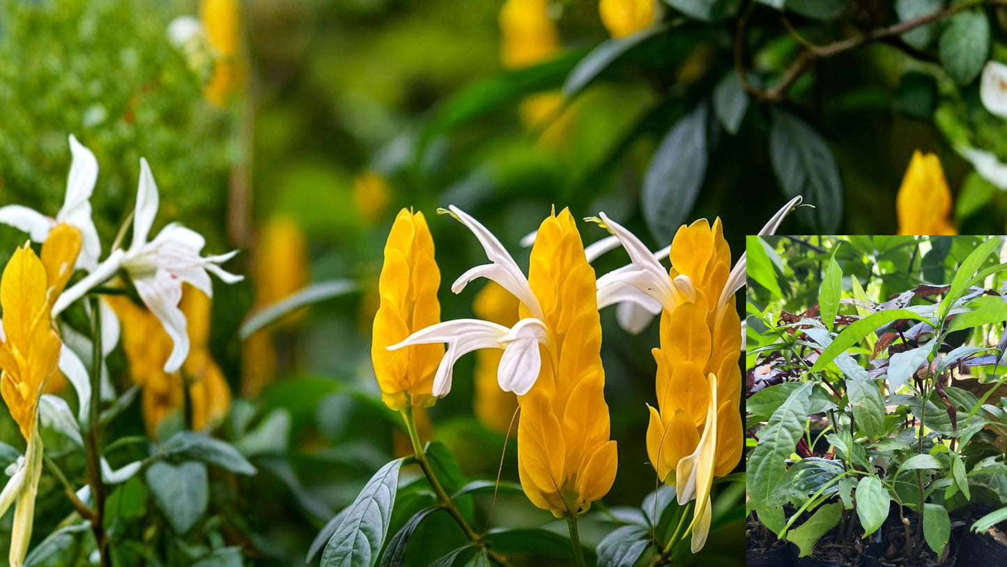 Yellow Shrimp Plant Live in Pot – Pachystachys lutea – 1 Plant