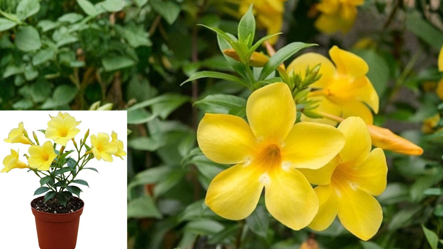 Yellow Mandevilla Live Plants 2 Pack – 4–7 Inches Tall – Mandevilla spp.