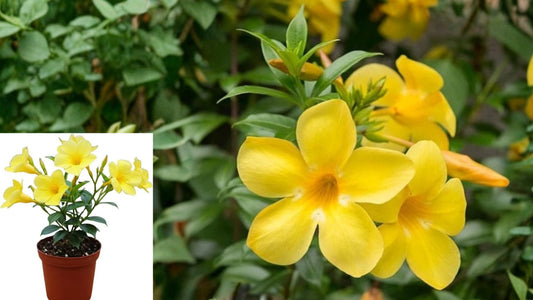 Yellow Mandevilla Live Plants 2 Pack – 4–7 Inches Tall – Mandevilla spp.