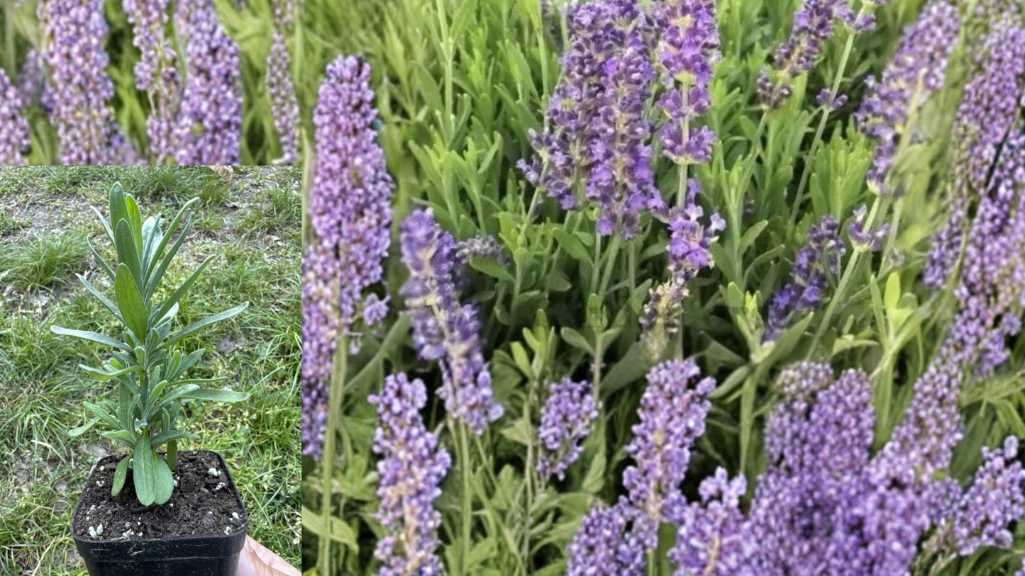 English Lavender Live Plant – 1 Starter Plant – 2" Pot
