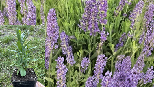 English Lavender Live Plant – 1 Starter Plant – 2" Pot