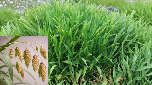 Inland Sea Oats 1 Gallon Live Plant – Chasmanthium latifolium