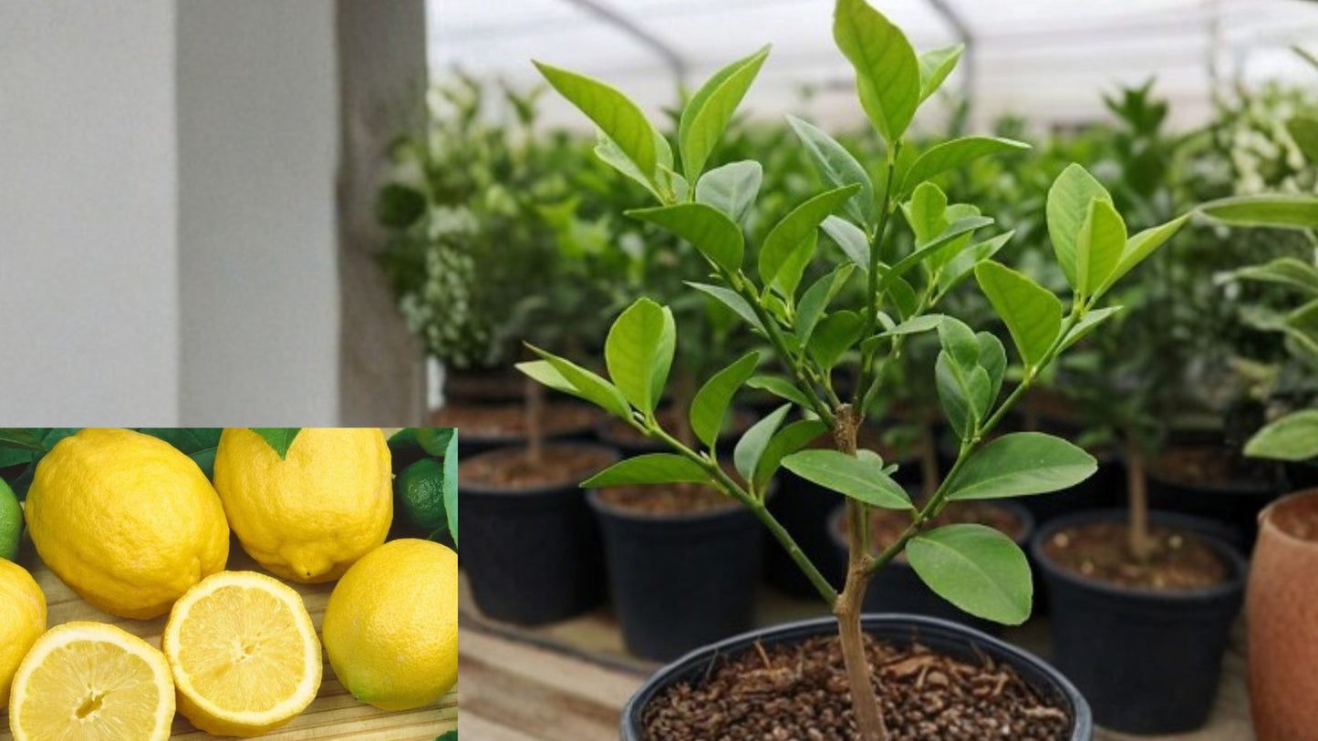 Meyer Lemon Tree Live Plant – 2–4" Tall – Citrus × meyeri