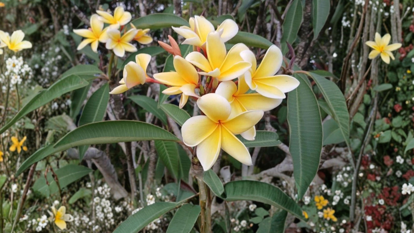 Blazing Sun Hawaii Plumeria 2 Cuttings – 10–12 Inch Frangipani