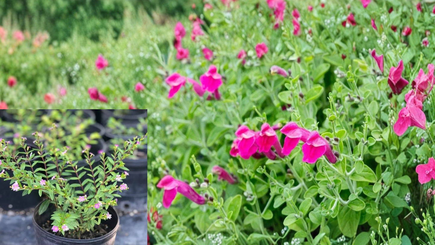 Pink Skullcap Live Plant – 1 Gallon Fully Rooted – Scutellaria suffrutescens