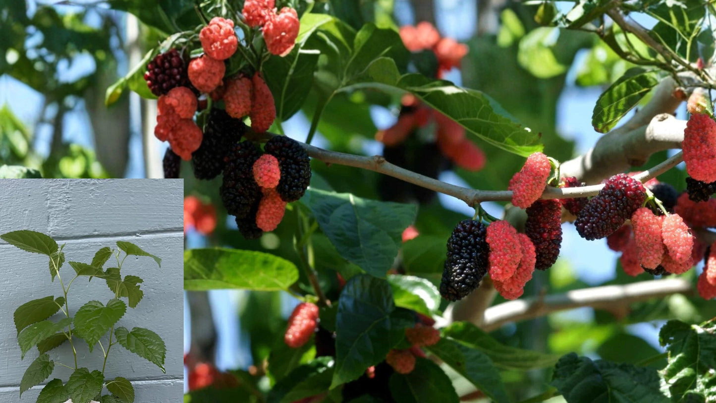 Dwarf Everbearing Mulberry 2 Live Plants – Edible Mulberry Tree