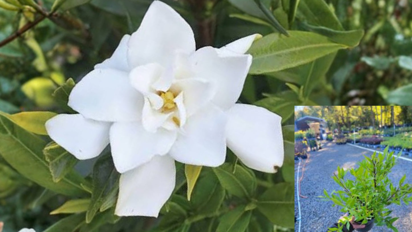 Frost Proof Gardenia Live Plant 1 Quart – Cape Jasmine – Gardenia jasminoides 'Frost Proof'