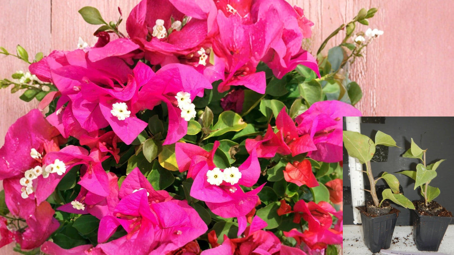 Helen Johnson Bougainvillea Live Starter Plant – Well Rooted – Bougainvillea