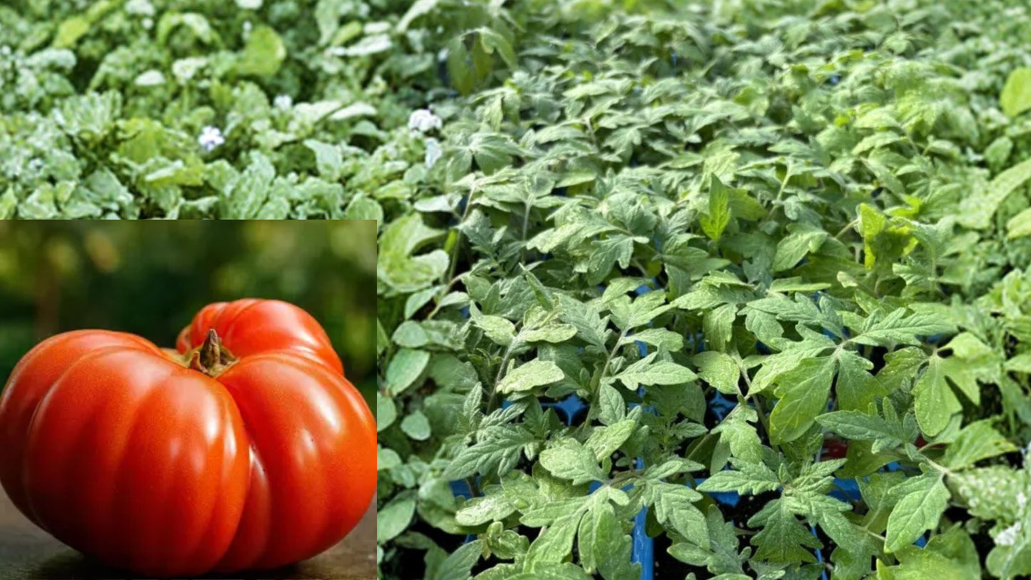 3 Beefsteak Tomato Live Plants – 6–10" Tall – Tomato Plants