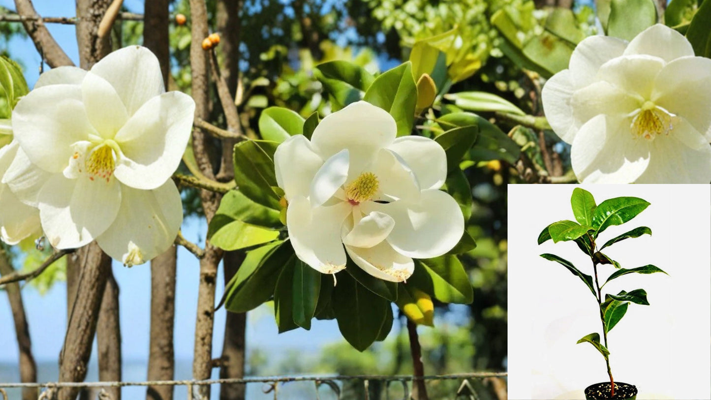 1 Southern Magnolia Live Plant – 2” Pot – Magnolia grandiflora