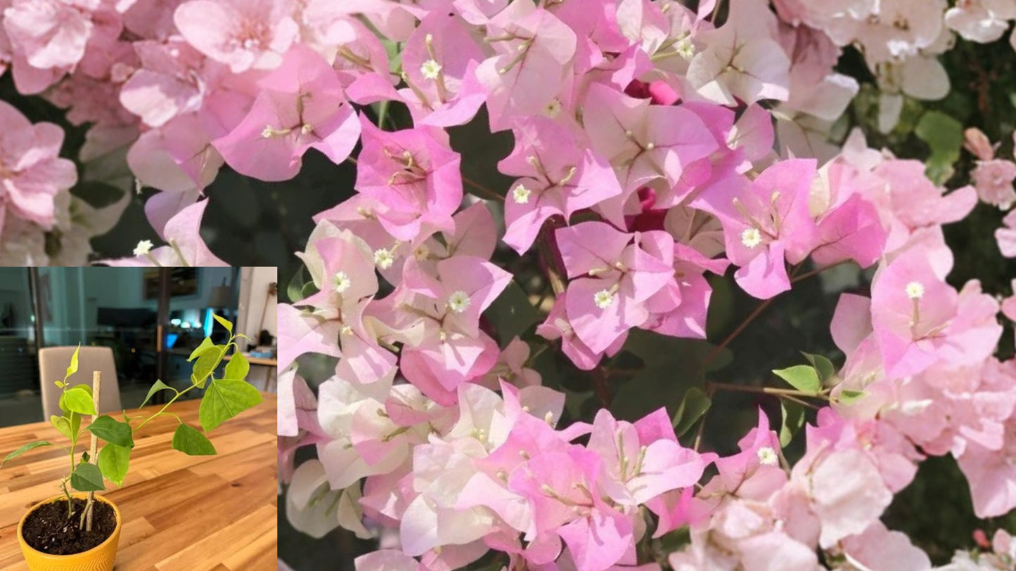 2 Live Imperial Thai Delight Bougainvillea Plants 4–6" Tall – Bougainvillea – Ships No Pot