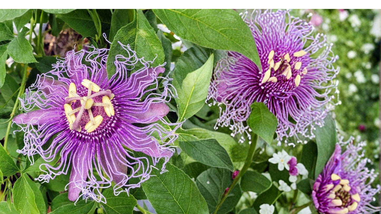 Lady Lavender Passionflower Live Plant – 6–8 Inch – Passiflora