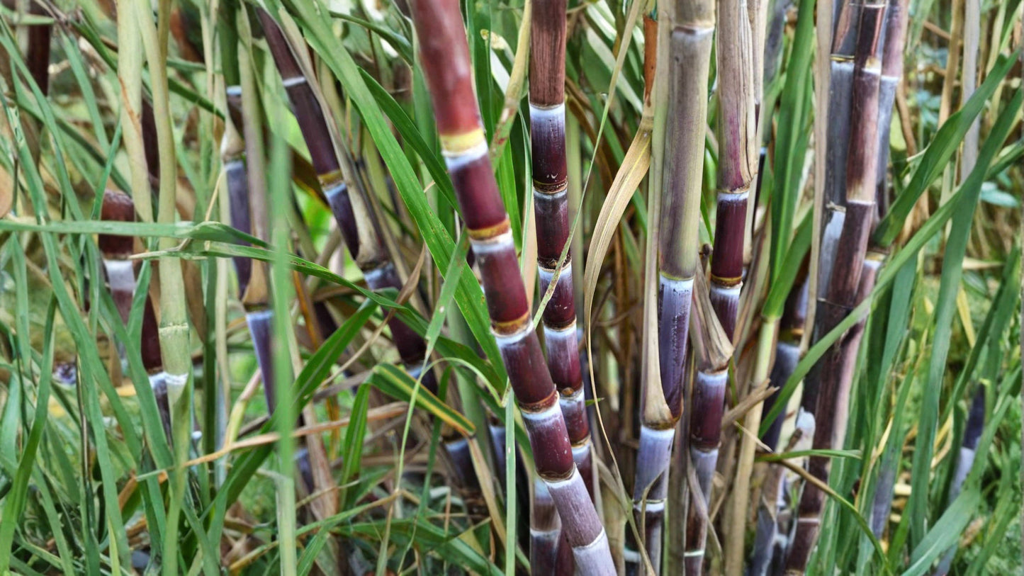 2 Sugarcane Cuttings – 2 Nodes Each – Saccharum – Live Plant